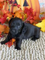 Ace, a male Miniature Dachshund for sale in Gaffney, SC – 1 of 3