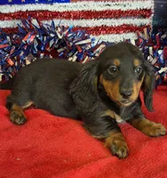 Zipper, a male Miniature Dachshund for sale in Gaffney, SC – 4 of 6