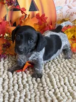 Carrie, a female Miniature Dachshund for sale in Gaffney, SC – 2 of 3