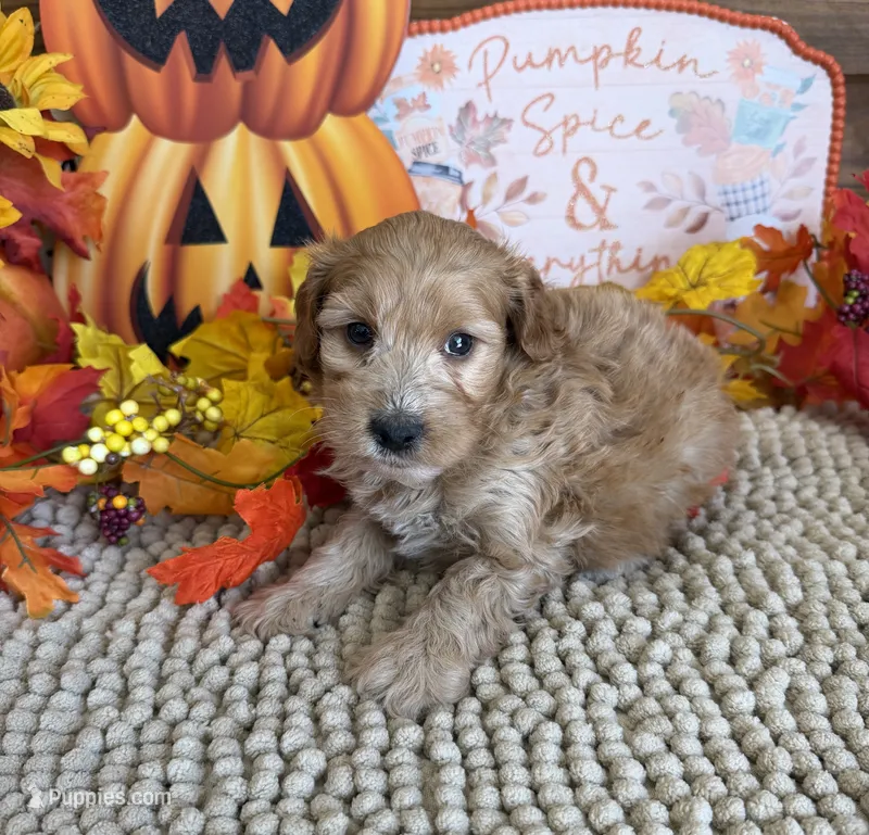Armani – Cavapoo puppy for sale in Gaffney, SC