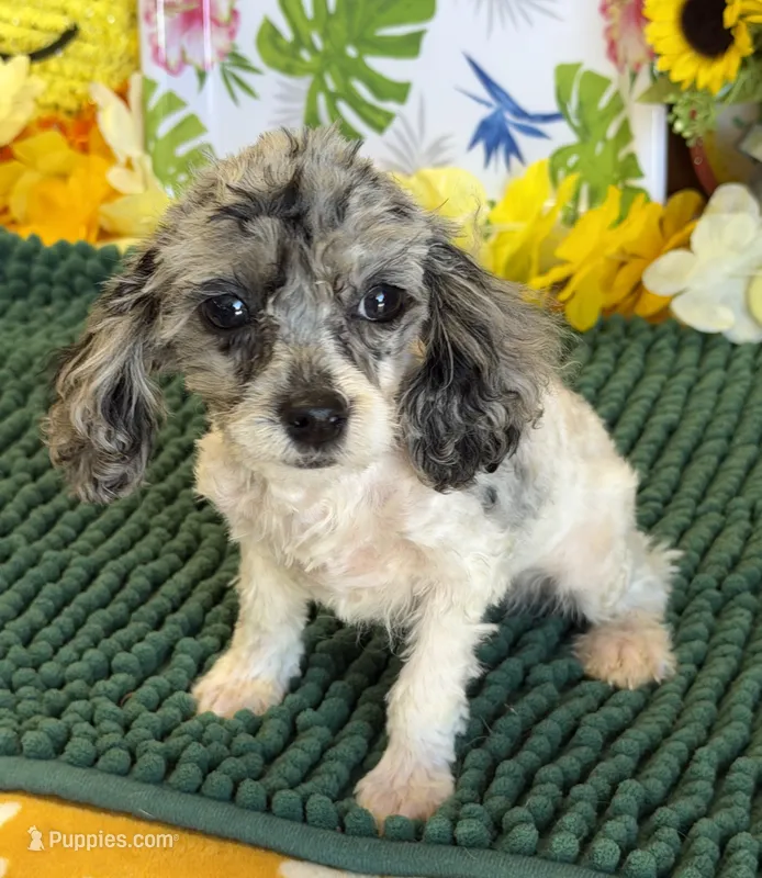 Buttons – Cockapoo puppy for sale in Gaffney, SC