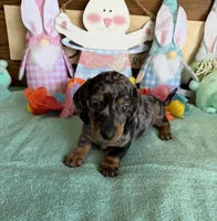 Puzzle, a male Miniature Dachshund for sale in Gaffney, SC – Photo 2 of 3