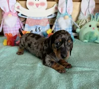Puzzle, a male Miniature Dachshund for sale in Gaffney, SC – Photo 3 of 3
