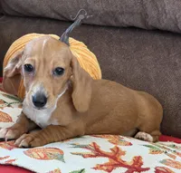 Annie, a female Miniature Dachshund for sale in Gaffney, SC – 3 of 8