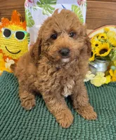 Teddy, a male Miniature Labradoodle for sale in Gaffney, SC – 3 of 4