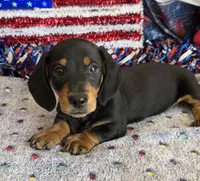 Kyle, a male Miniature Dachshund for sale in Gaffney, SC – 2 of 3
