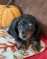 Toby, a male Miniature Dachshund for sale in Gaffney, SC – 2 of 3