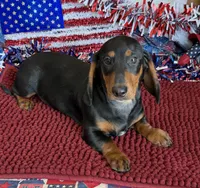 Gordon, a male Dachshund for sale in Gaffney, SC – 2 of 3