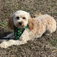Russell, a male Cavapoo for sale in Gaffney, SC – Photo 7 of 7