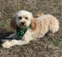 Russell, a male Cavapoo for sale in Gaffney, SC – Photo 7 of 7