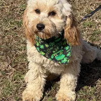 Russell, a male Cavapoo for sale in Gaffney, SC – Photo 1 of 7