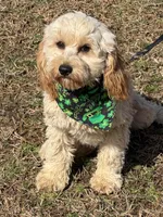 Russell, a male Cavapoo for sale in Gaffney, SC – Photo 1 of 7