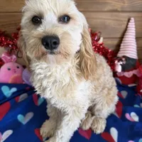 Russell, a male Cavapoo for sale in Gaffney, SC – Photo 5 of 7