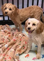 processed/aff54ca9-ff85-4c24-bed4-6bcf80eb535f/listing/4b314187-fb5b-4a25-9f0c-8482774c8094/815322ff-8a64-4725-aa6d-51c3b427f167