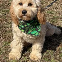 Russell, a male Cavapoo for sale in Gaffney, SC – Photo 6 of 7