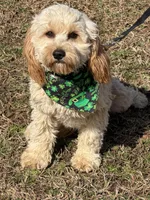 Russell, a male Cavapoo for sale in Gaffney, SC – Photo 6 of 7