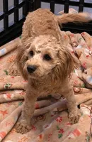 processed/aff54ca9-ff85-4c24-bed4-6bcf80eb535f/listing/4b314187-fb5b-4a25-9f0c-8482774c8094/cb89775c-ce8f-47a1-a4c9-ec630cd3993c