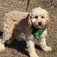 Russell, a male Cavapoo for sale in Gaffney, SC – Photo 2 of 7