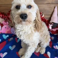 Russell, a male Cavapoo for sale in Gaffney, SC – Photo 4 of 7