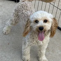 Russell, a male Cavapoo for sale in Gaffney, SC – Photo 3 of 7