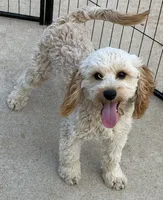 Russell, a male Cavapoo for sale in Gaffney, SC – Photo 3 of 7