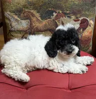 Moses, a male Cockapoo for sale in Gaffney, SC – 3 of 8