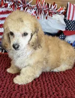 Marshall, a male Poodle - Toy  for sale in Gaffney, SC – 3 of 3