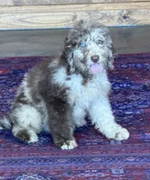 Jasmine, a female Miniature Labradoodle for sale in Gaffney, SC – 4 of 5