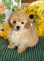 Fluff Boy, a male Poodle - Toy  for sale in Gaffney, SC – 3 of 3