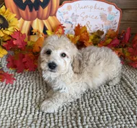 Armani, a male Cavapoo for sale in Gaffney, SC – 2 of 3