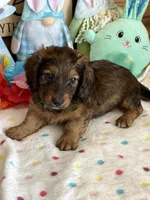 Skipper, a male Dachshund for sale in Gaffney, SC – Photo 3 of 3