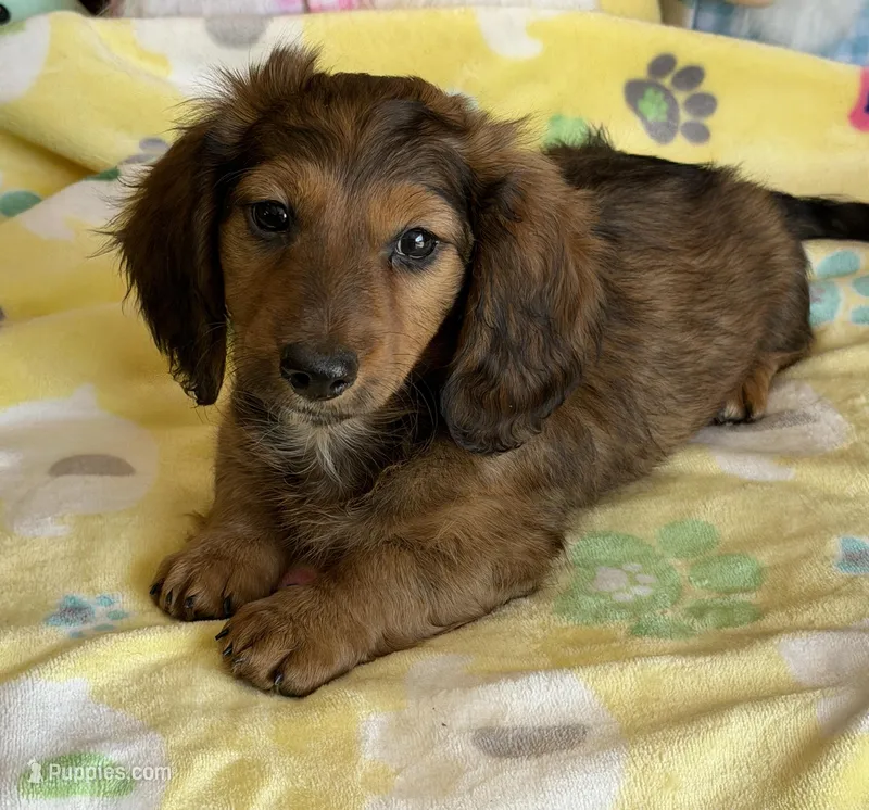 Skipper – Dachshund puppy for sale in Gaffney, SC