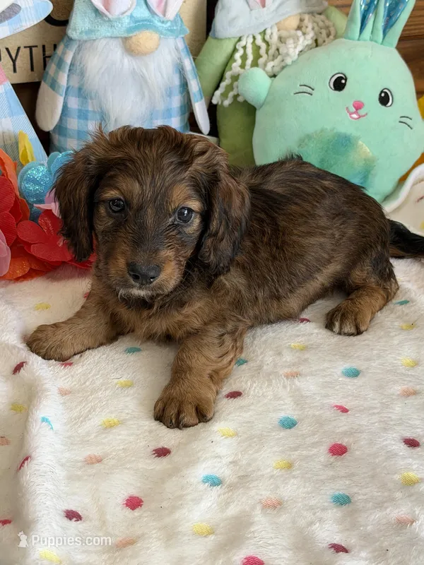 Skipper – Dachshund puppy for sale in Gaffney, SC