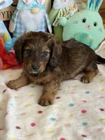 Skipper, a male Dachshund for sale in Gaffney, SC – Photo 1 of 3