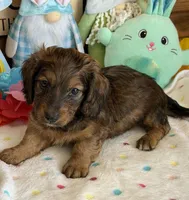 Skipper, a male Dachshund for sale in Gaffney, SC – Photo 2 of 3