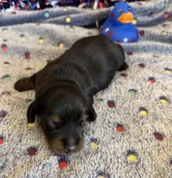 Rhett, a male Dachshund for sale in Gaffney, SC – 1 of 4