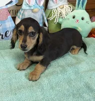 Abe, a male Miniature Dachshund for sale in Gaffney, SC – Photo 2 of 3