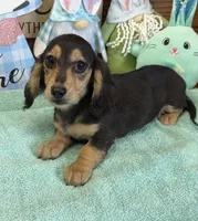 Abe, a male Miniature Dachshund for sale in Gaffney, SC – Photo 3 of 3
