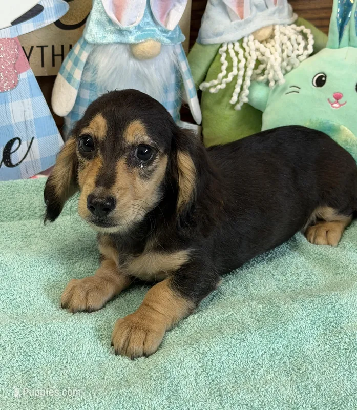 Abe – Miniature Dachshund puppy for sale in Gaffney, SC