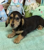 Abe, a male Miniature Dachshund for sale in Gaffney, SC – Photo 1 of 3