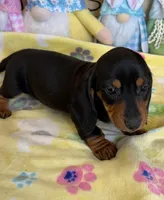 Oscar, a male Miniature Dachshund for sale in Gaffney, SC – Photo 3 of 5