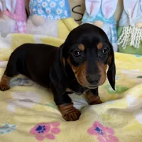 Oscar, a male Miniature Dachshund for sale in Gaffney, SC – Photo 2 of 5