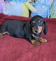 Oscar, a male Miniature Dachshund for sale in Gaffney, SC – Photo 4 of 5