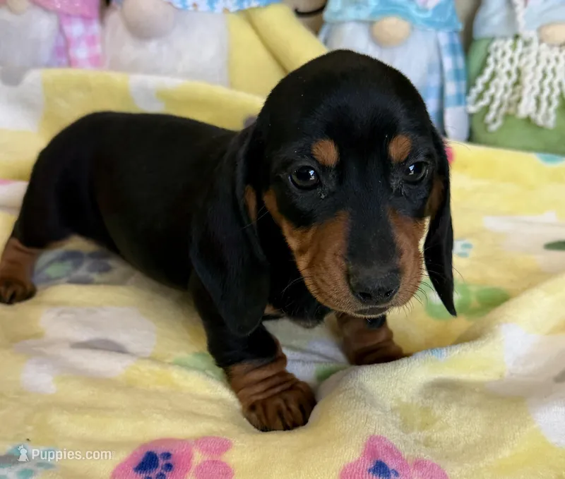 Oscar – Miniature Dachshund puppy for sale in Gaffney, SC