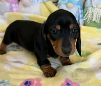 Oscar, a male Miniature Dachshund for sale in Gaffney, SC – Photo 1 of 5