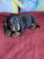 Oscar, a male Miniature Dachshund for sale in Gaffney, SC – Photo 5 of 5