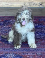 Jasmine, a female Miniature Labradoodle for sale in Gaffney, SC – 5 of 5