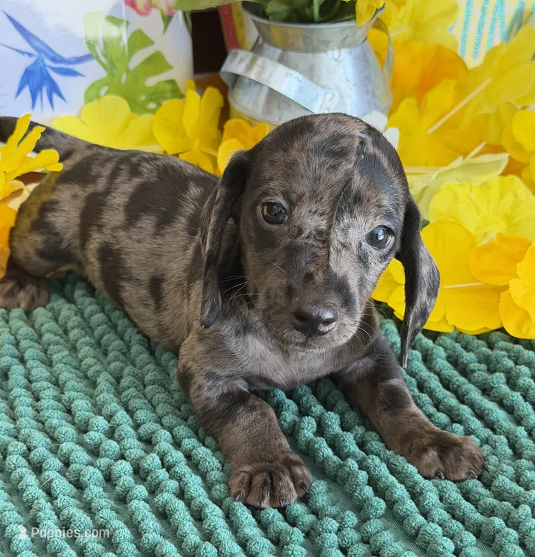 Speckles Wire Boy – Miniature Dachshund puppy for sale in Gaffney, SC
