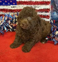 Tessa, a female Poodle - Toy  for sale in Gaffney, SC – 2 of 4