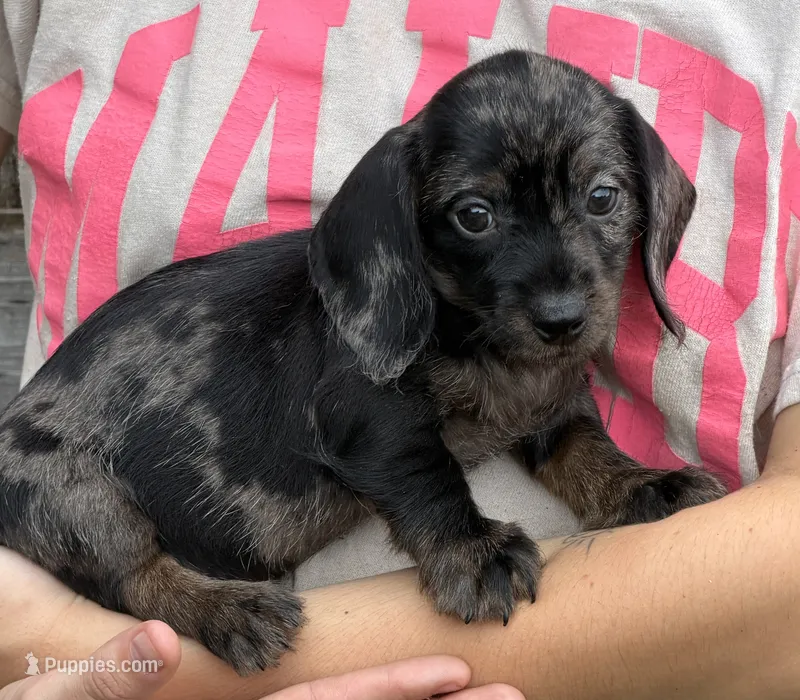 Speckles Wire Girl – Miniature Dachshund puppy for sale in Gaffney, SC